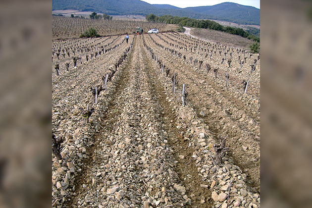 Vue de la vigne après travail de l'andaineur